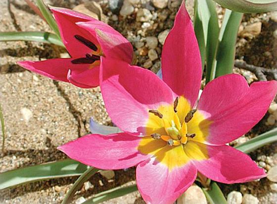 Yndetulipan (Tulipa humilis)