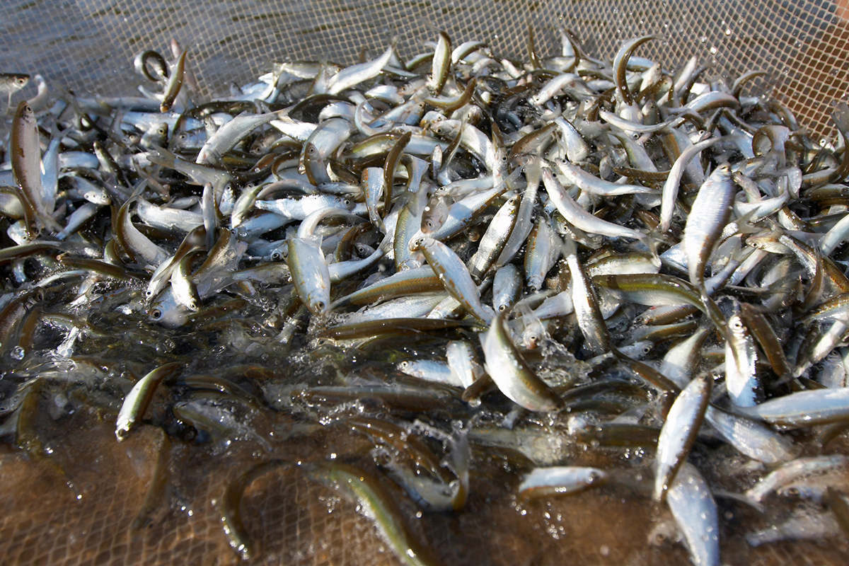 330986-fishing-fresh-young-fish.jpg Fisk