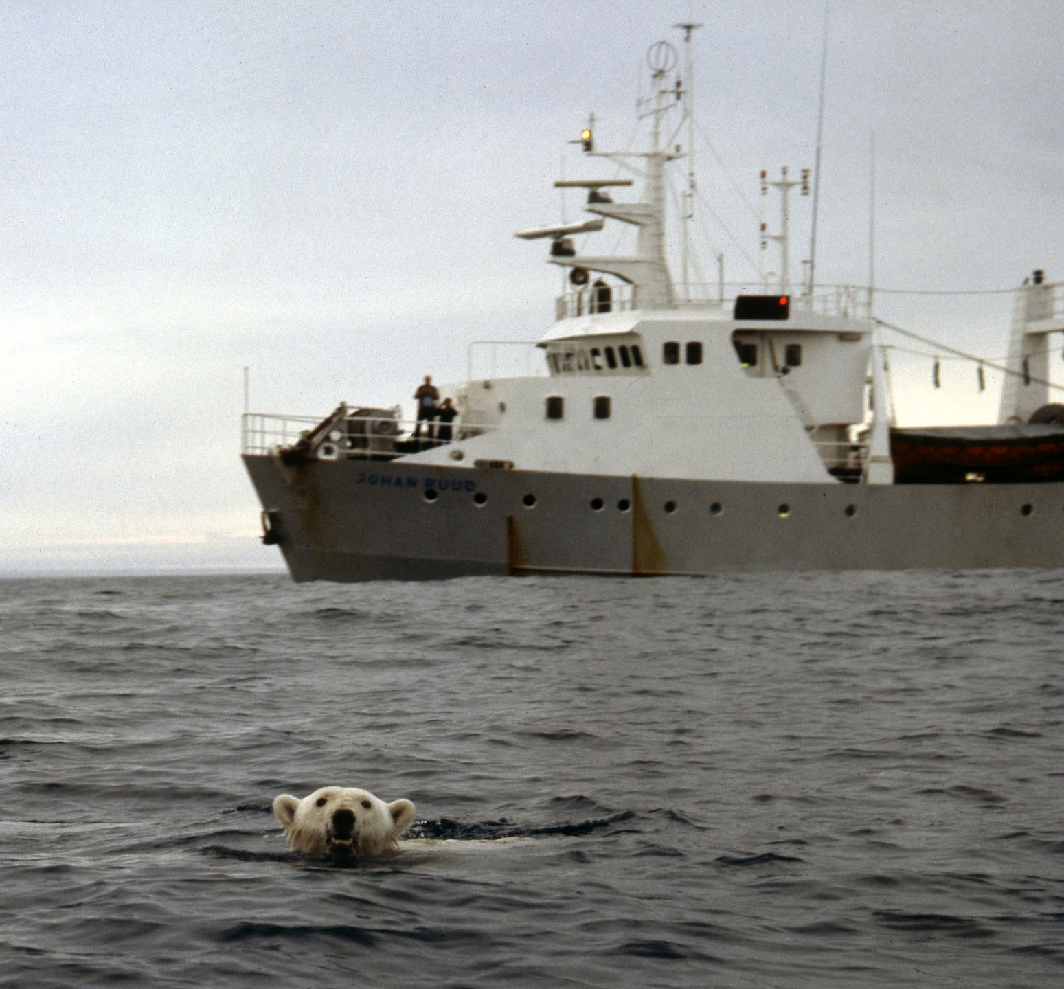 På vei nordover mot Svalbard møter F/F Johan Ruud en isbjørn på svøm i åpent hav sør for iskanten. Det er langt til land eller drivis, og sannsynligheten for at denne isbjørnen skulle overleve var nok dessverre svært liten.