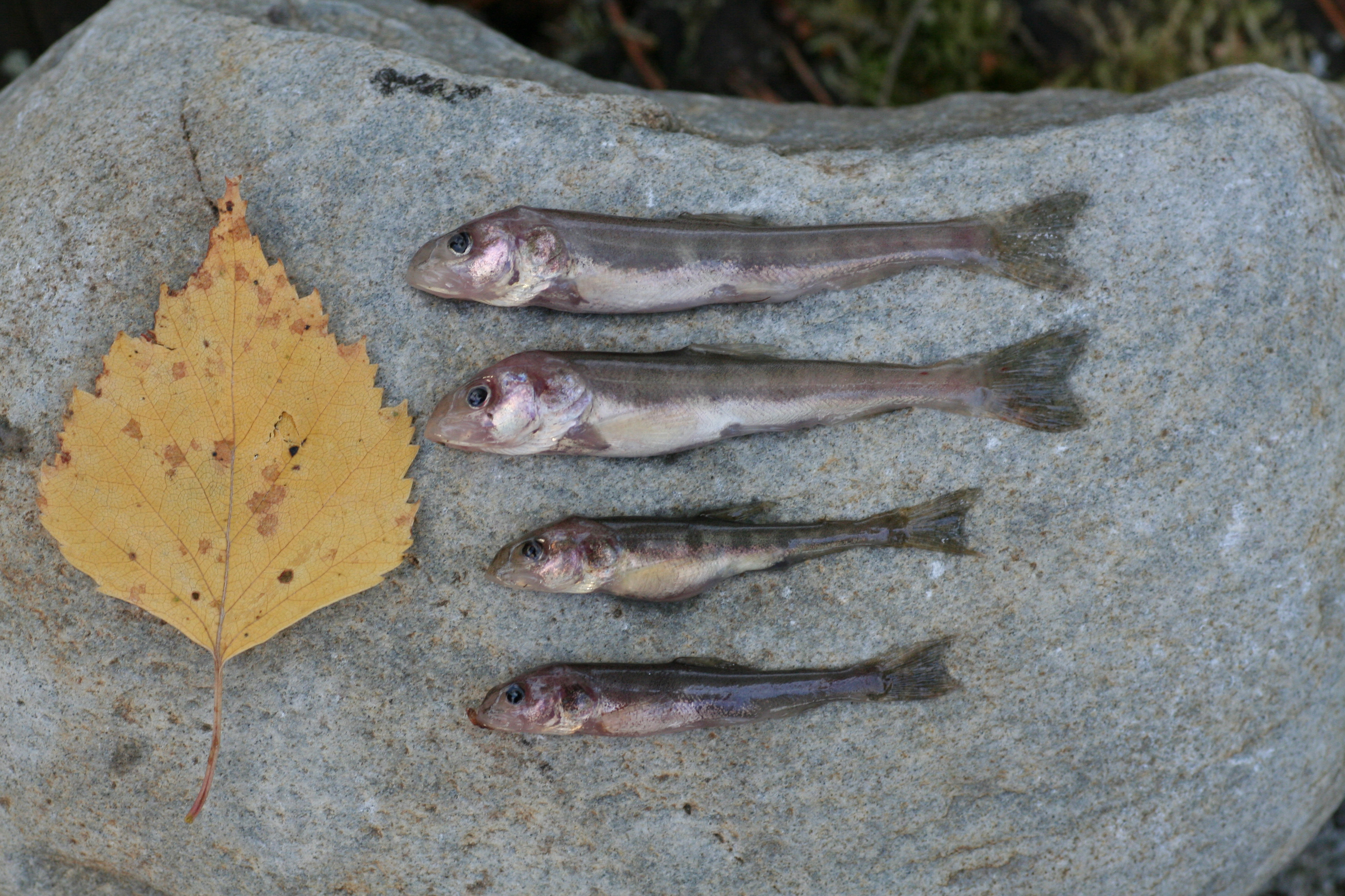 Fire eksemplarer av den nyoppdagede, bitte lille dypvannsrøya. Et løvblad viser størrelsen