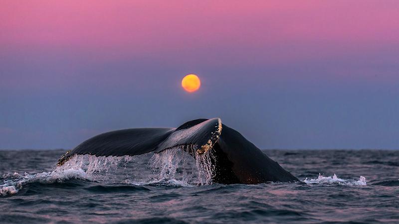 Hvalfinne stikker opp i vakker kveldssol på havet