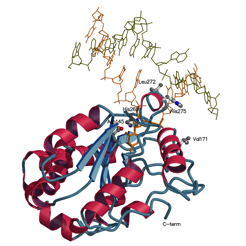 cUDG-DNA