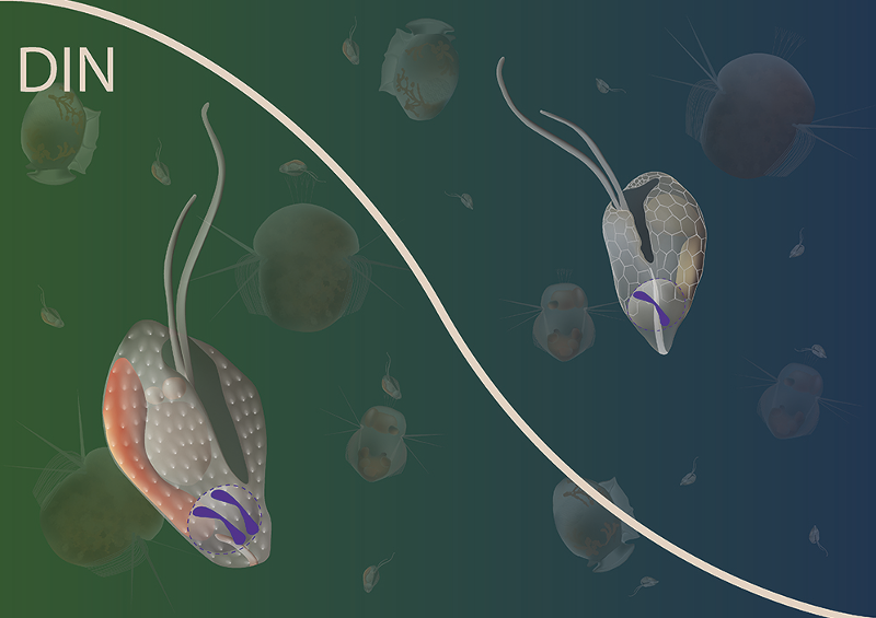 Illustrasjonen viser deler av næringskjeden i havet. Cellene i forgrunnen representerer Teleaulax amphioxeia (diploiden med to sett kromosomer til venstre og haploiden med ett sett kromosomer til høyre). I bakgrunnen er disse to livssyklusstadiene vist sammen med predatorene Dinopysis acuminata (dinoflagellat), Mesodinium rubrum (ciliate) og Mesodinium major (ciliate) i målestokk i forhold til Teleaulax amphioxeia. 