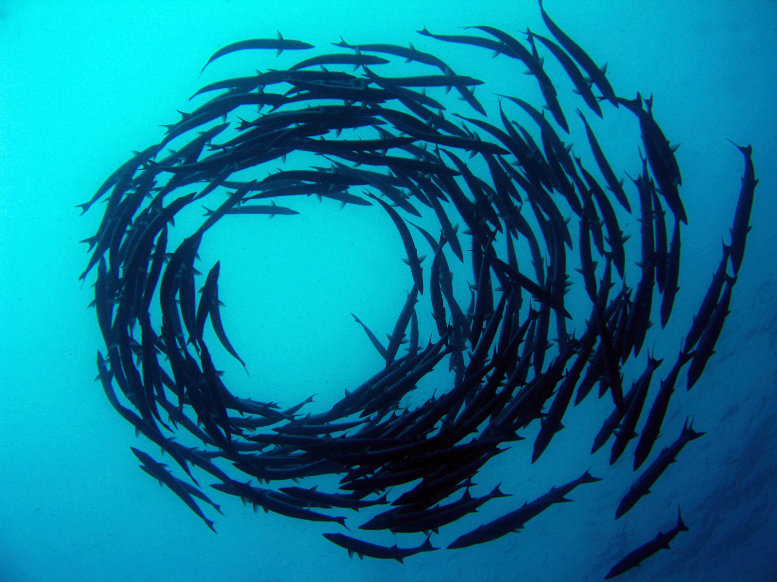 Stim av fisk i en sirkel sett unnenfra