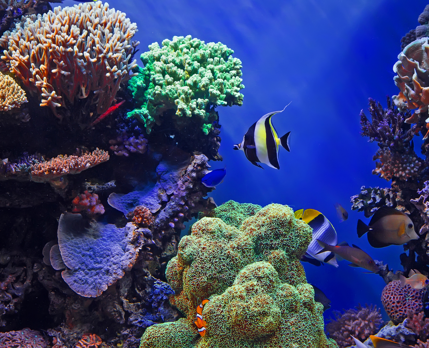 Koralrev og tropiske fisk