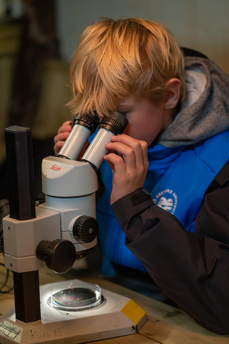 Elev kikker i mikroskop
