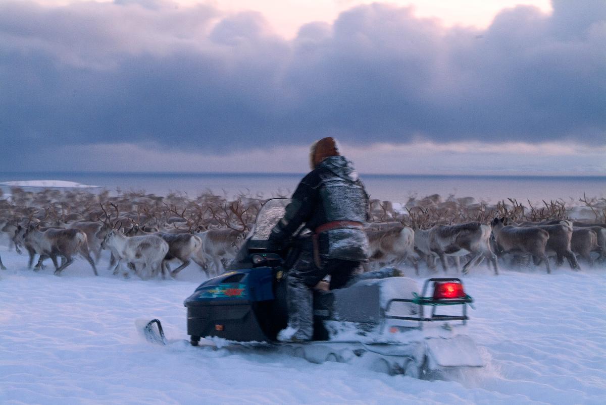 En samisk reindriftsutøver kjører snøscooter omringet av reinflokken sin. 