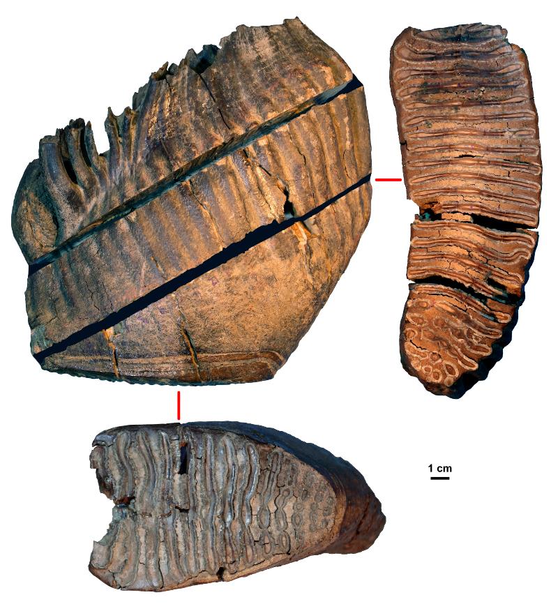 bilde av tre nedslitte mammutjeksler som mammutDNAet ble analysert fra