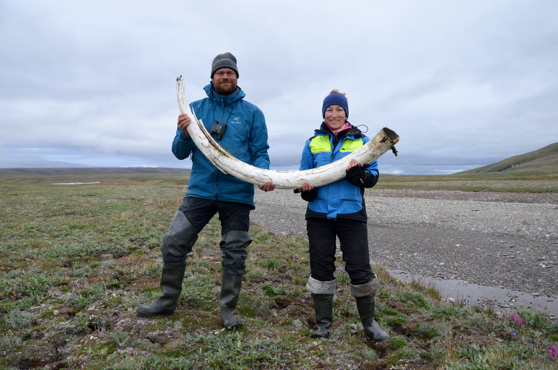 to forskere som holder en gammel mammut-støttann