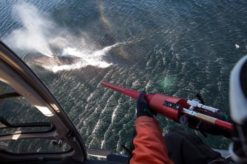 hval som skytes med en pil som inneholder satellittsender