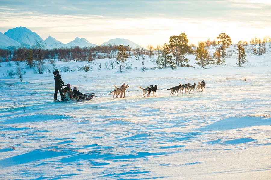 Hundekjøring Tromsø villmarkssenter