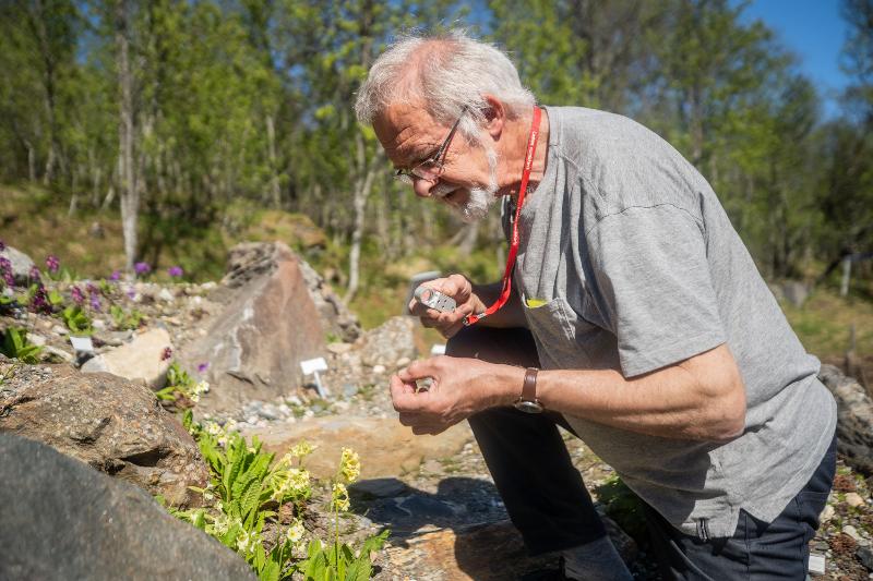 Arve Elvebakk står på knær i blomsterbed i botanisk hage ved UiT og studerer blomst med lupe.