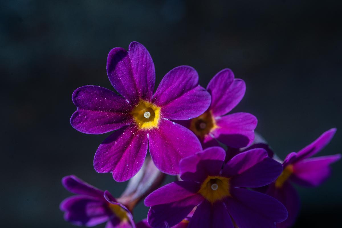 Primula amoena er en vill hagenøkleblom-art fra Øst-Tyrkia