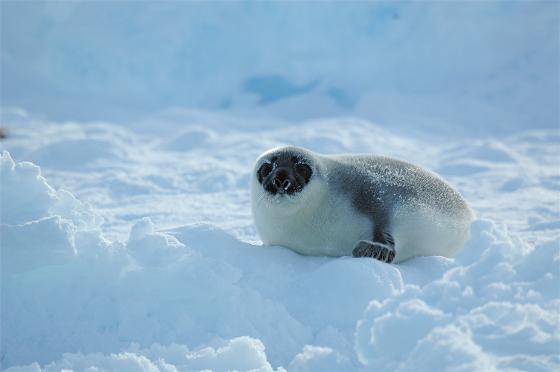 hooded seal pup