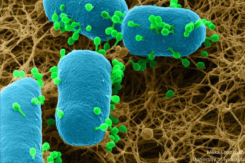 De ulike bakteriofagene har sine favorittbakterier som de jakter på. Her ser du bakteriofager i grønt som går til angrep på bakteriene i blått. 