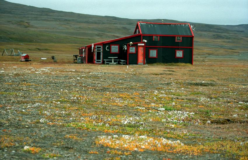 Myggbukta, Grønland