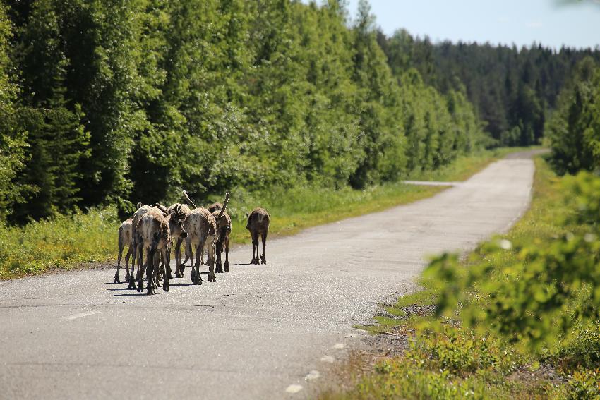 En flokk reinsdyr trasker langs en asfaltert vei, et sted på landet. 