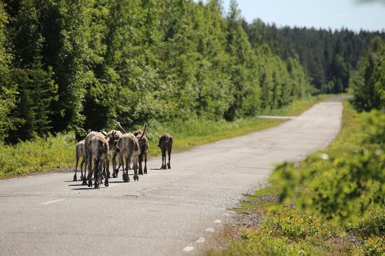 33931758-herd-of-reindeers-walking-on-swedish-road.jpg
