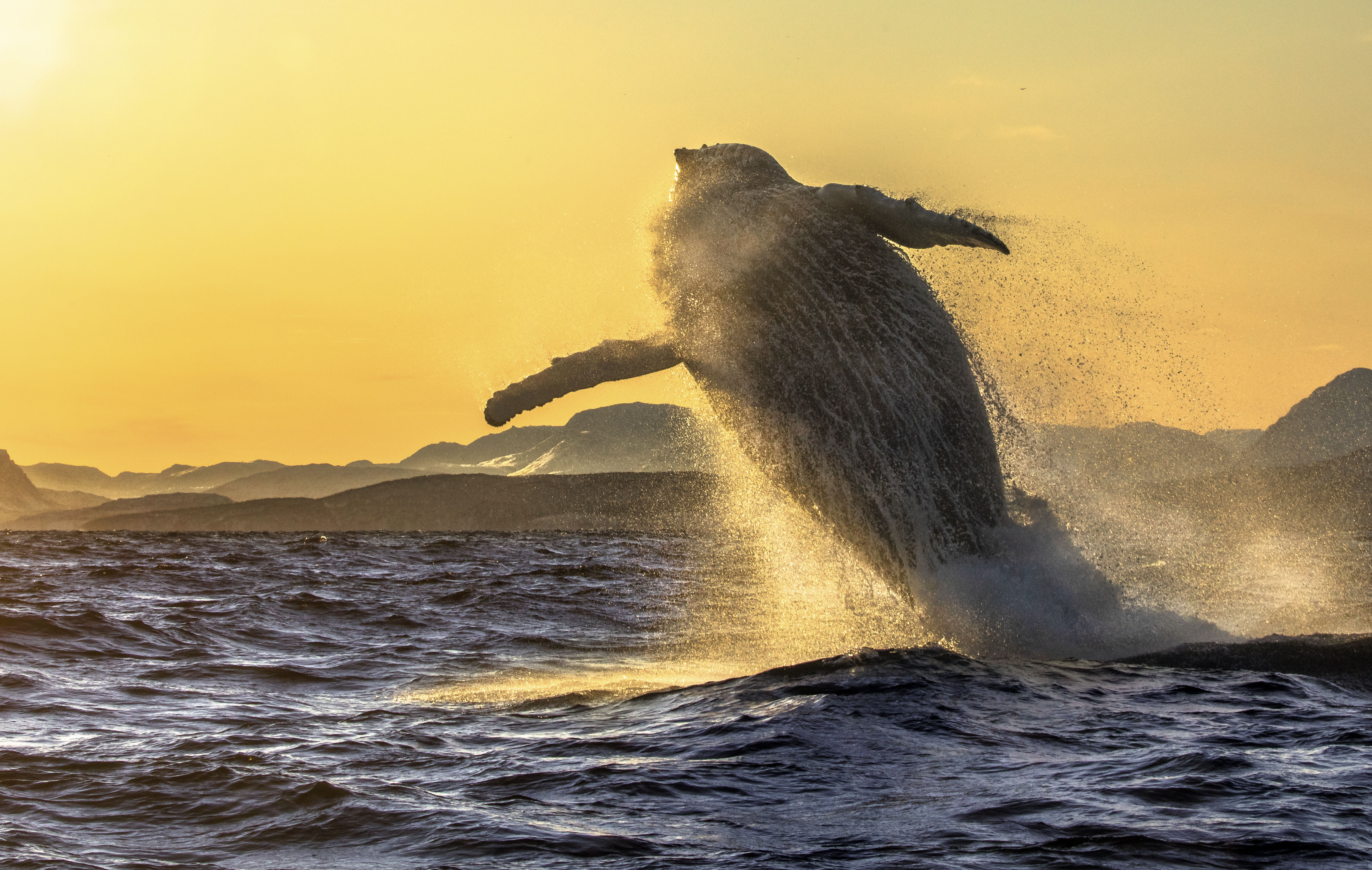humpback whale jumping out of the water with yellow sky behind