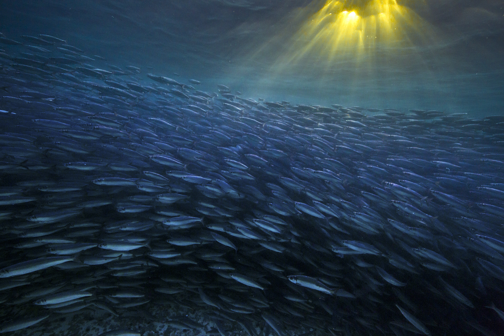 herring under water with rays of sun coming through the water