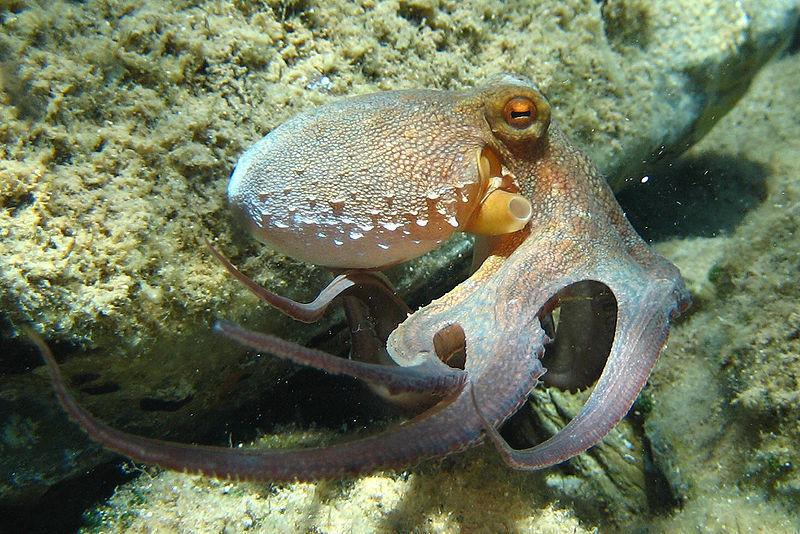 blekksprut som svømmer i havet