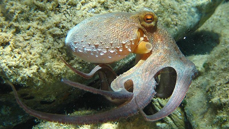 octopus swimming in ocean