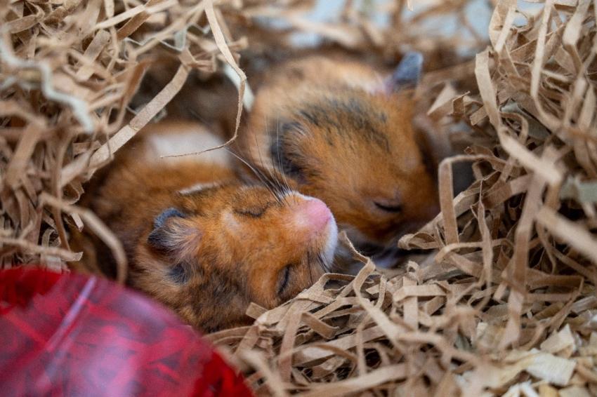 To hamsterar søv i eit bur med masse høy