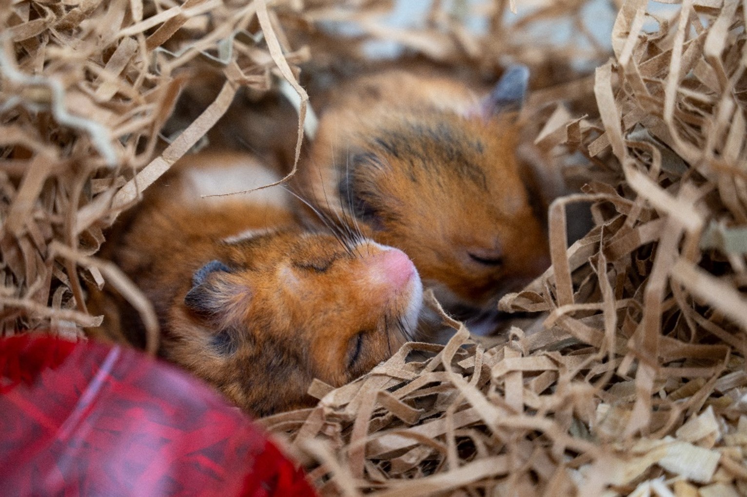 hamstere som sover