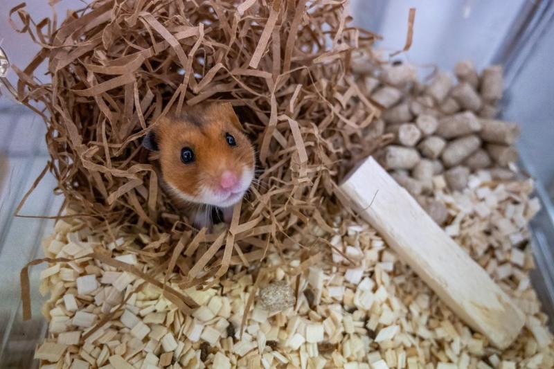 Ein hamster i eit bur, med høy og liknande rundt seg. Hamsteren ser rett på oss. Veldig søt