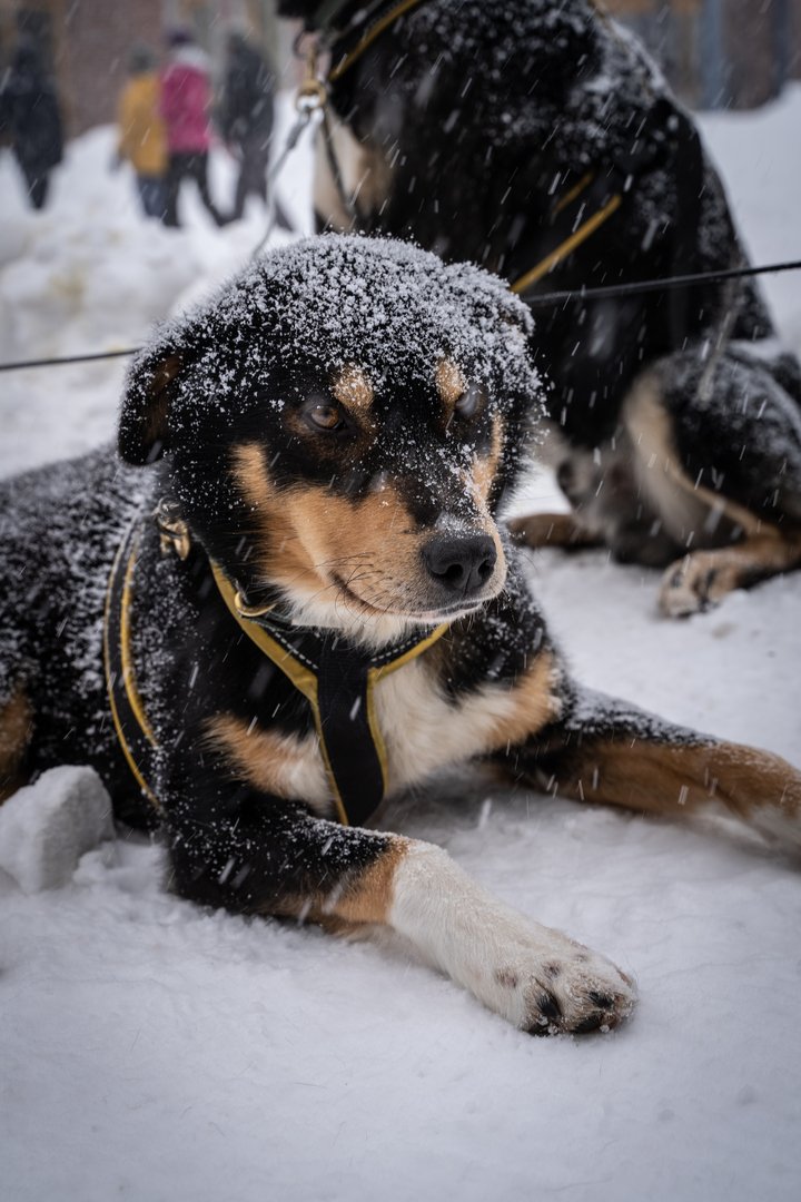 hund som ligger og slapper av mens det snør