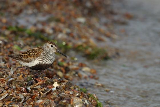 Illustrasjonsbilde for Guidet fugletur på Tisnes 