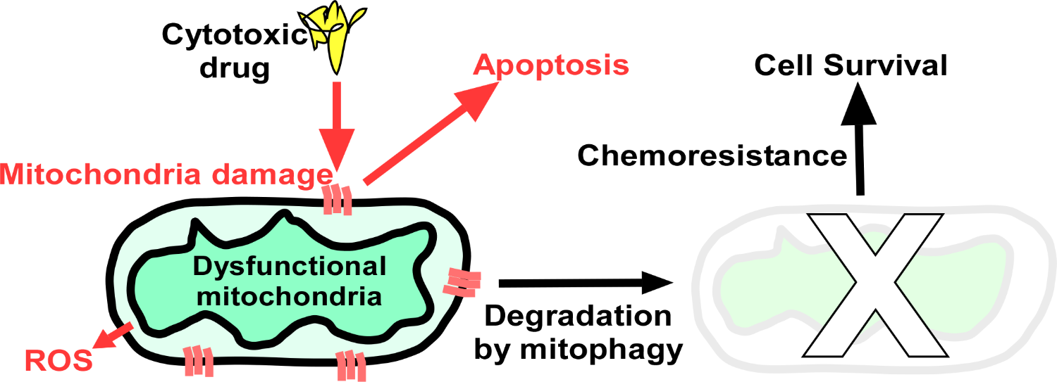 Schematic representation of events after drug treatment. Mitochondrial damage often leads to apoptosis. Cancer cells upregulate mitophagy to ensure survival and chemoresistance.