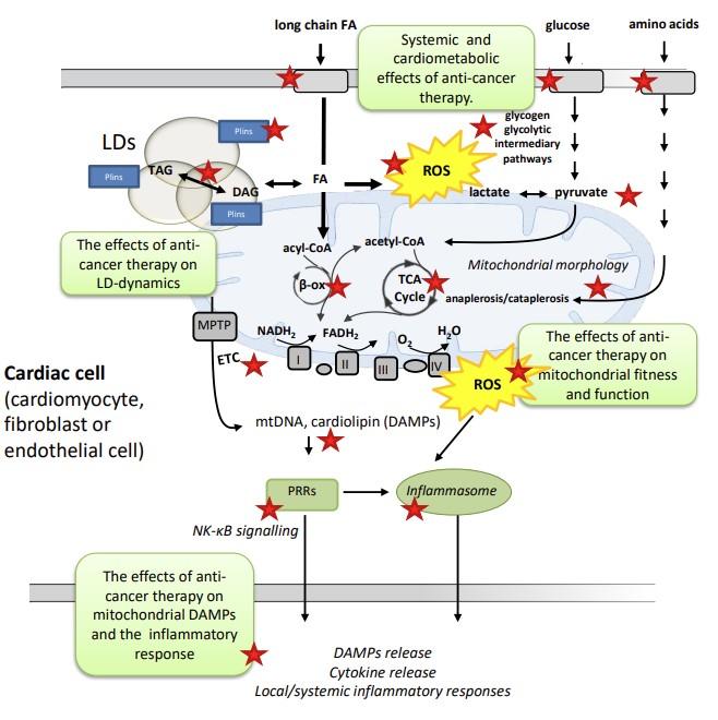 Illustration of work packages (WPs) associated with the CARETOX project.  Red stars indicate steps and pathways that will be investigated in the project. Long chain fatty acids (FA) can enter the cell and either be stored as di-or triacylglycerol (DAG and TAG) or enter the β-oxidation to form acetyl-CoA which will enter the TCA-cycle. Overload of fatty acids in the cytosol may induce lipotoxicity and the formation of reactive oxygen species (ROS). Lipids can be stored in highly dynamic lipid droplets (LDs). Perilipins (Plins) are important regulators of lipid storage and play a role in reducing the lipotoxic burden on the heart. There is a crosstalk between LDs and mitochondria.  Proper mitochondrial function and fitness is dependent on a mitochondrial electron transport system (ETS) containing respiratory complexes that form freely moving, diffusible entities assembled structures called “supercomplexes”. These complexes (I-V) provide both structural and functional advantages primarily through improved efficiency of oxidative phosphorylation and by the reduction of ROS emission.  Mitochondrial stress may lead to the release of damage associated molecular patterns (DAMPs), such as mitochondrial DNA (mtDNA) and cardiolipin, which may activate pattern recognition receptors (PRRs). Activated PRRs will in turn initiate both local and systemic inflammatory responses.  