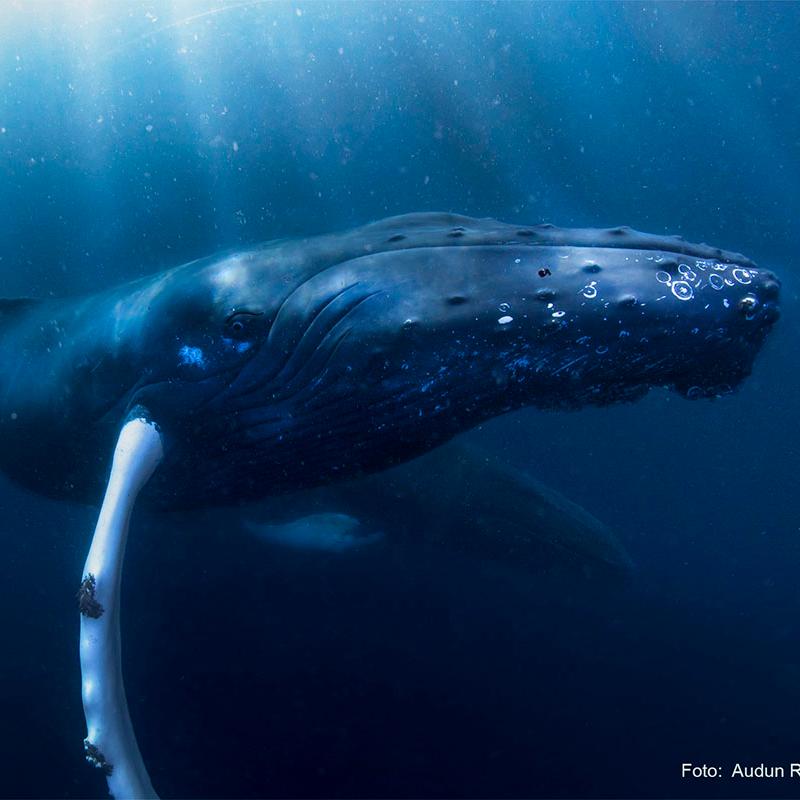 hval som svømmer under havet
