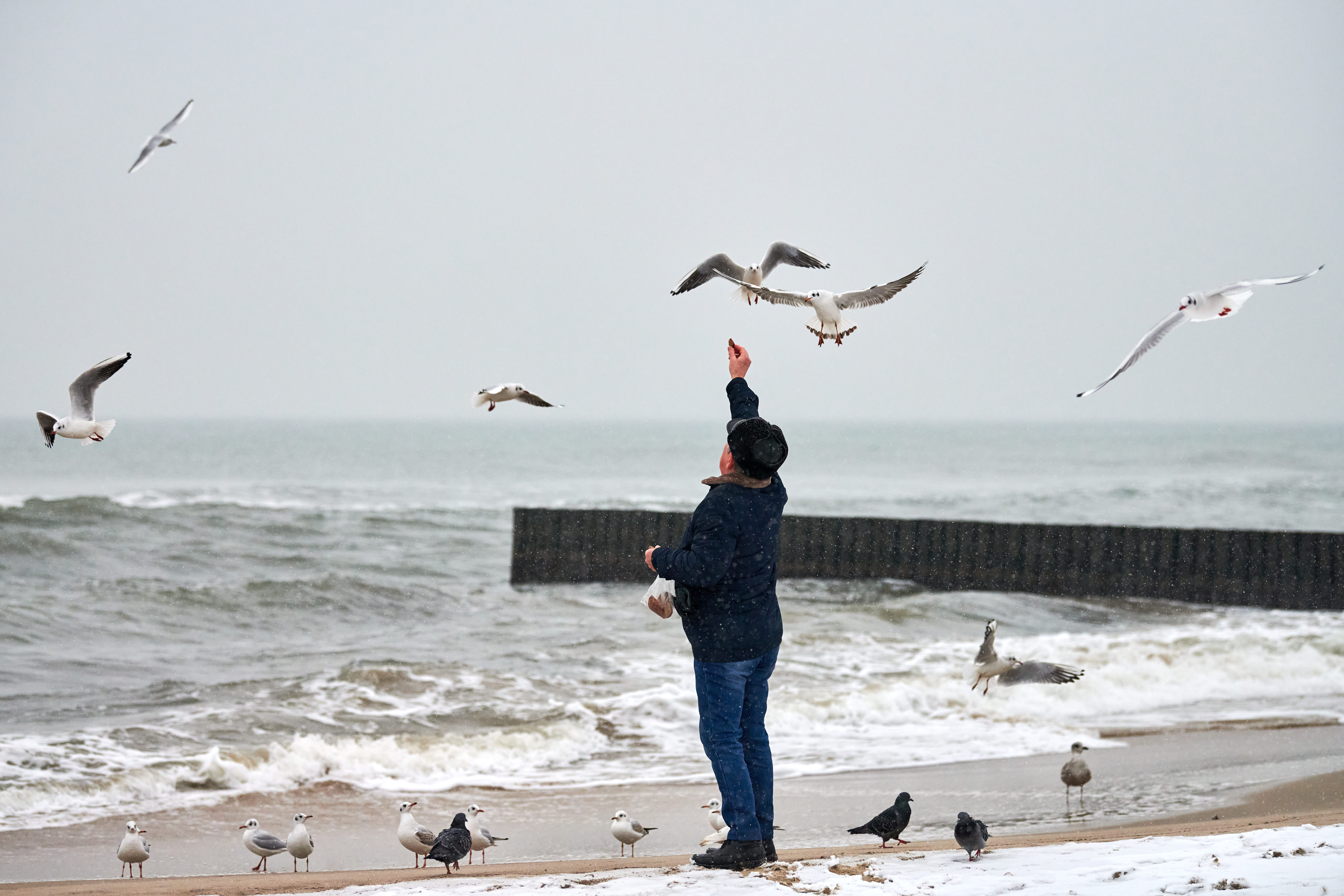 Mann som mater fugler p&aring; en strand om vinteren.