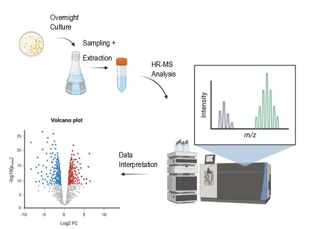 Figure 1: Simplified workflow applied in the non-targeted metabolomics study. Three well-isolated colonies from each strain are selected from agar plates containing MH medium and cultivated in overnight cultures. Shake flasks containing MH broth are inoculated w/ overnight culture. Samples are collected with fast filtration and quenched during exponential phase. The extracted samples are subjected to lyophilization before being resuspended in a ACN:H2O mix and analysed with high resolution LC-MS. Figure created with BioRender.