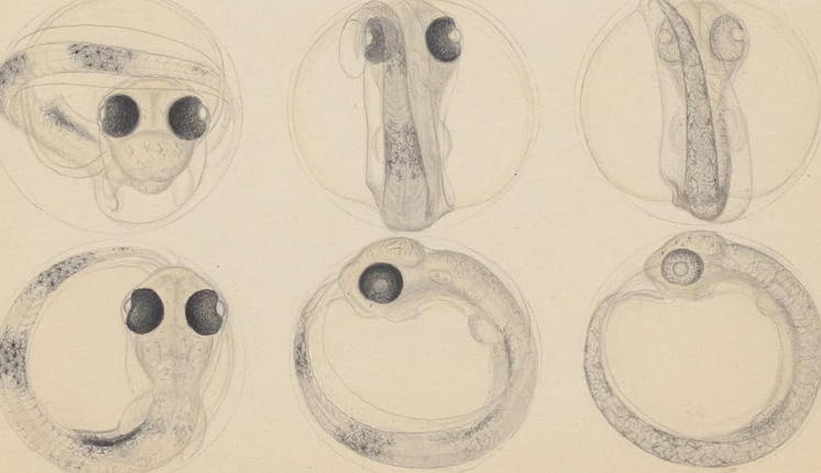 Illustrasjons-/bannerbilde for Natur og &oslash;konomi i havets brytningstid - bokbad og panelsamtale