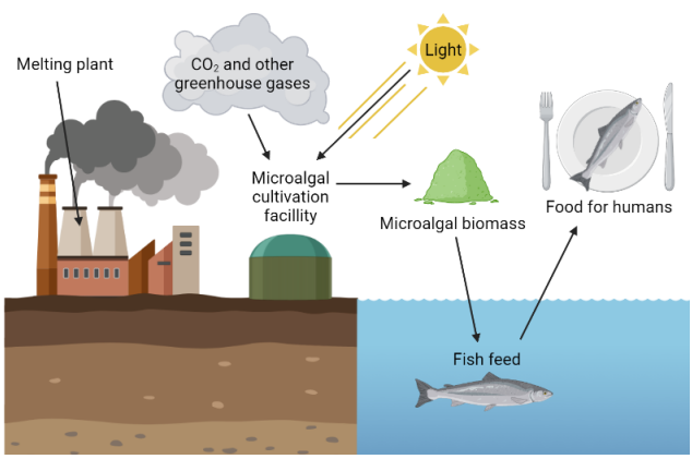 Figure 1: The figure illustrates an integrated system where emissions from a smelting plant are repurposed for the cultivation of marine microalgae in a bioreactor. The biomass is then processed into fish feed for salmon, demonstrating an innovative approach to sustainable aquaculture. (graphic by Magnus Andersland Antonsen)