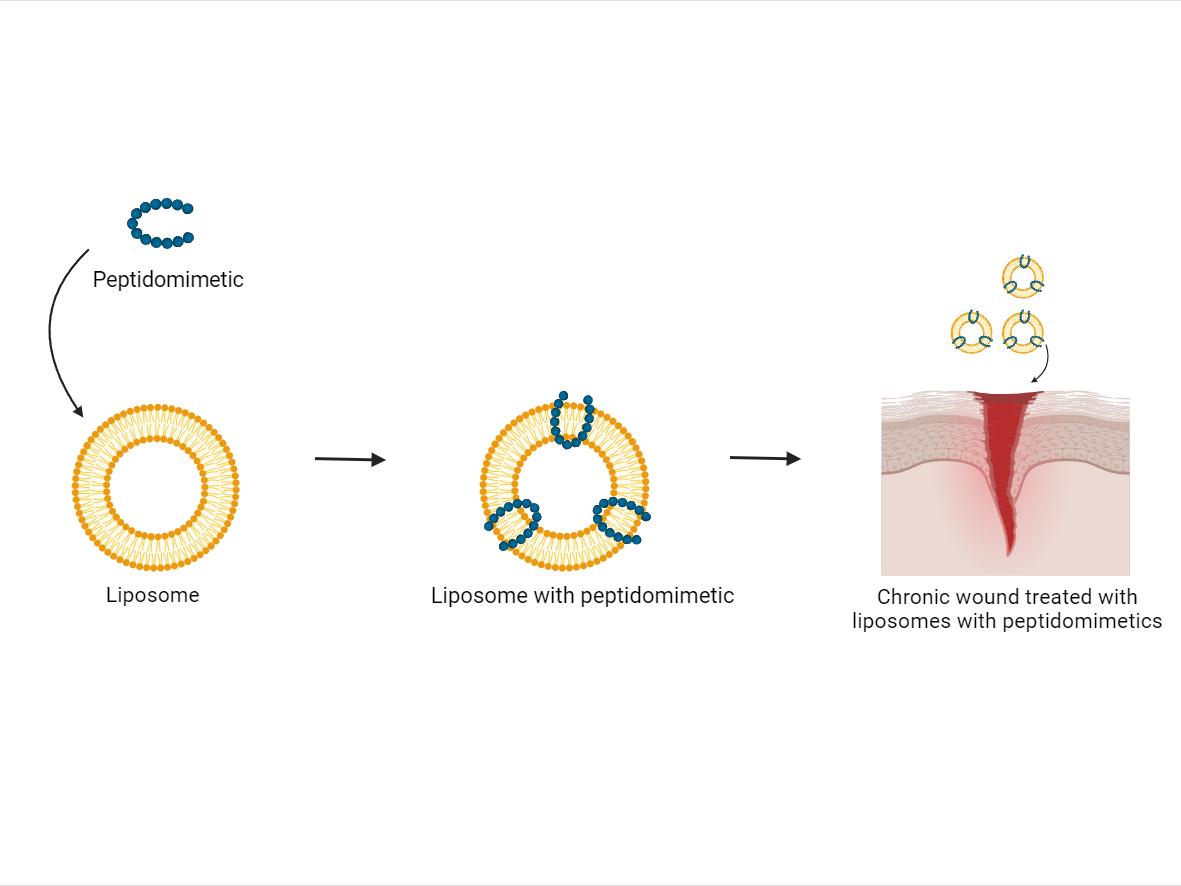 Figure 1: Illustration of peptidomimetic inserted into liposome creating a system of liposomes with peptidomimetics. These liposomes with peptidomimetics are then used to treat a chronic wound to improve the therapeutic outcome for patients. Figure created with BioRender.