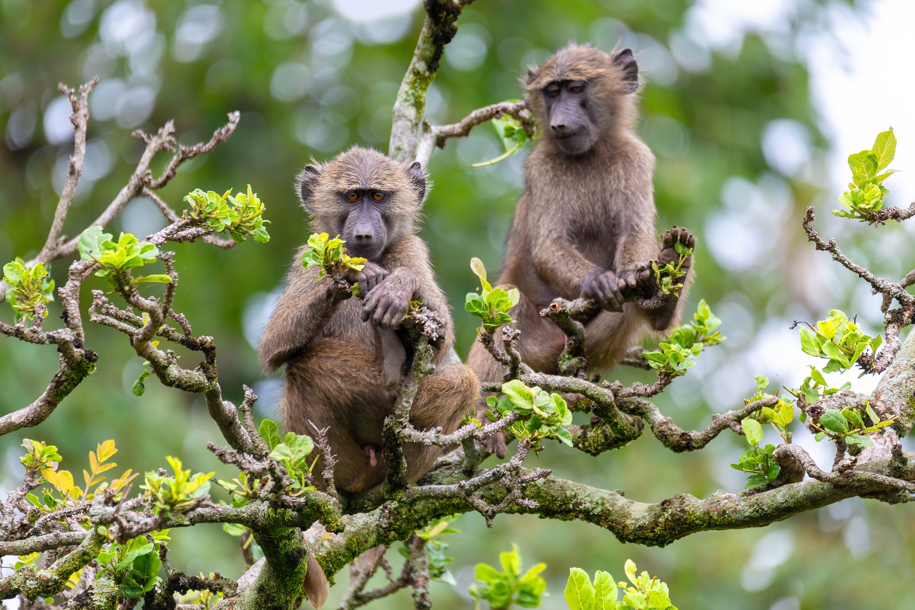 two baboons in a tree