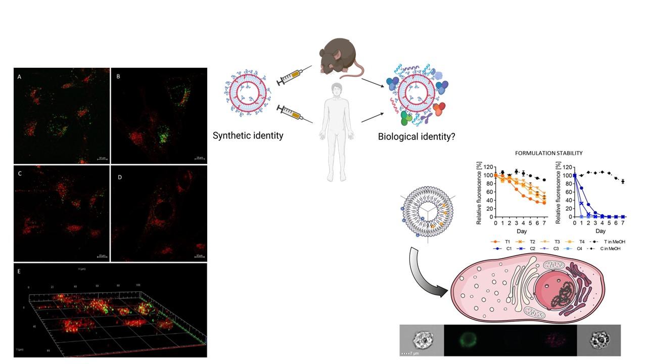 Gaining insight on fate of nanocarriers in biological environment prior to in vivo challange