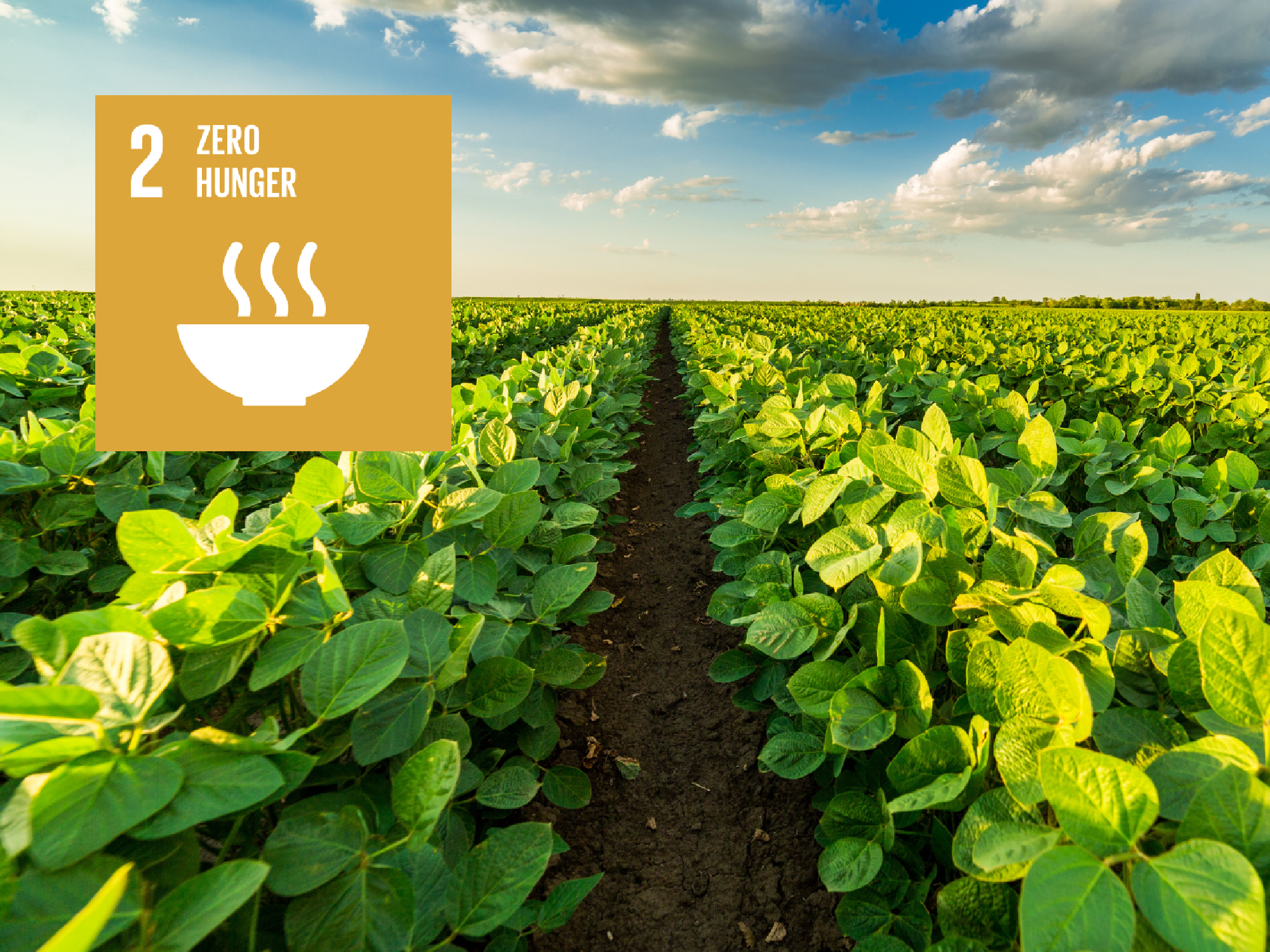 Illustrasjons-/bannerbilde for E-konferanse om FNs b&aelig;rekraftsm&aring;l nr. 2: utrydde sult / E-conference on UN&rsquo;s Sustainable Development Goal Number 2: Zero Hunger