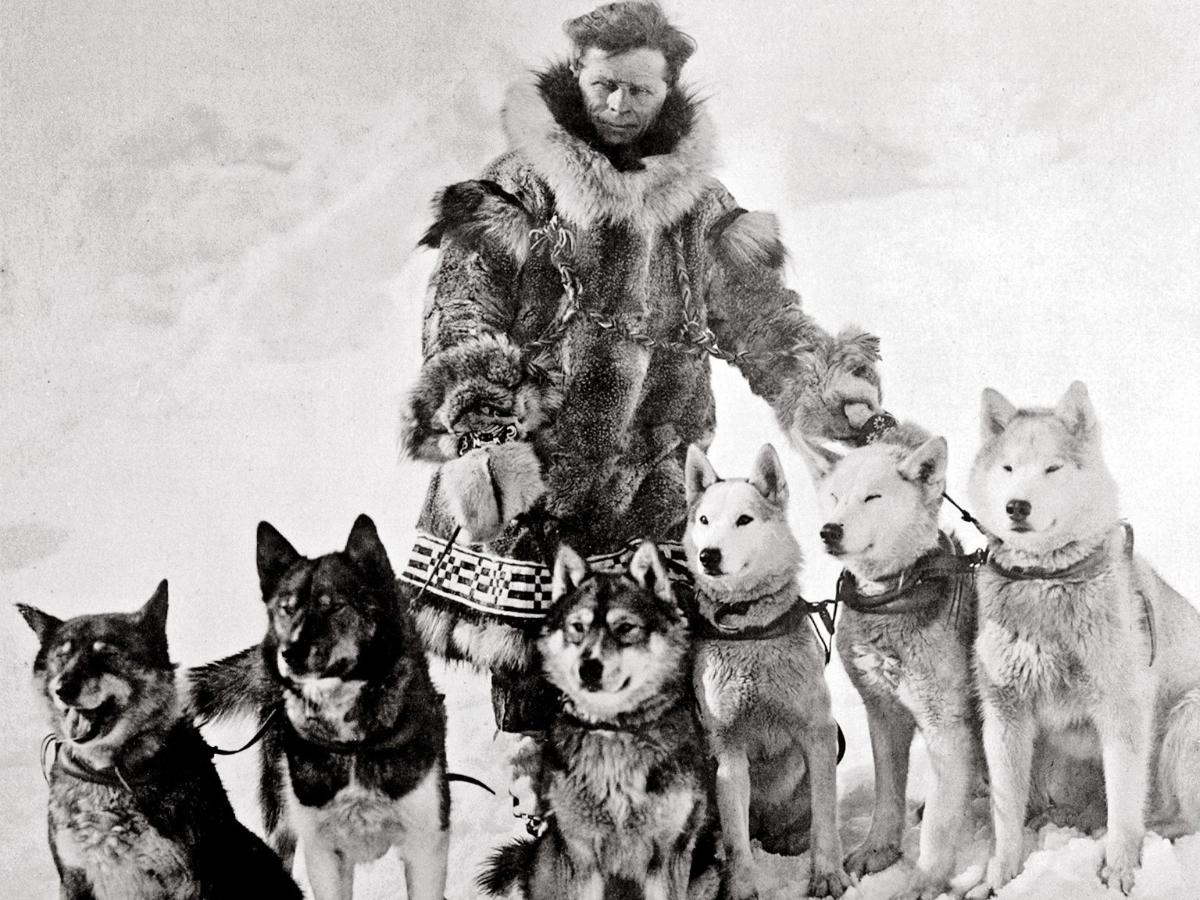 Sorthvitt historisk foto av en mann i pelsjakke med trekkhunder