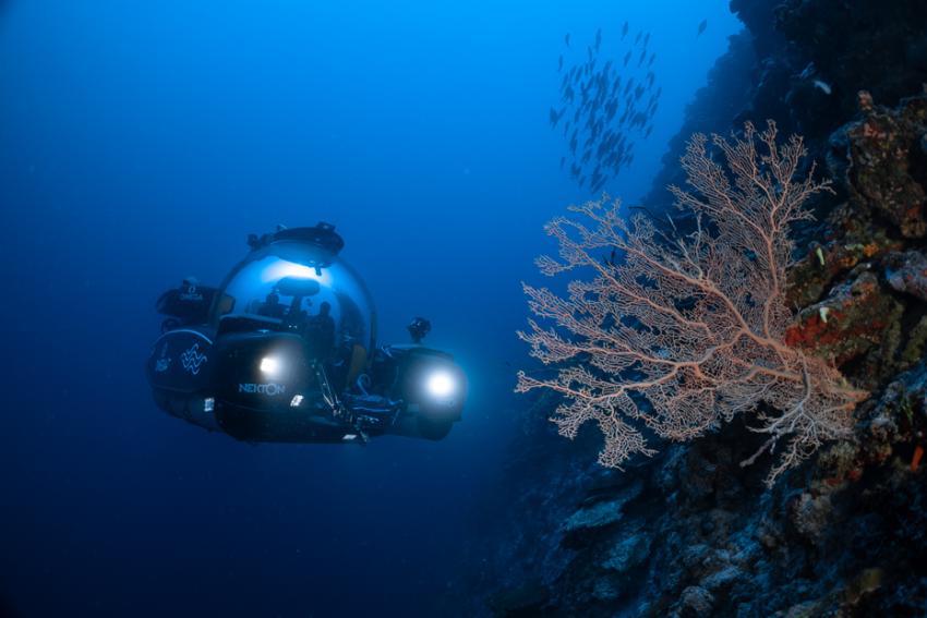 Forskere tror at kun 10 prosent av livet i havet har blitt avdekket. Ocean Census har som mål å oppdage nye arter i havet. Dette bildet er fra tidligere ekspedisjoner. Undervannsfartøy blant koraller og fisk under havet. 