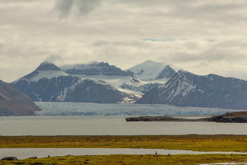 En isbre ved foten av et fjell og enden av en fjord. grønne områder og sjøfugl i forgrunnen.
