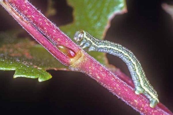 En gr&oslash;nn larve som g&aring;r p&aring; en plantestengel