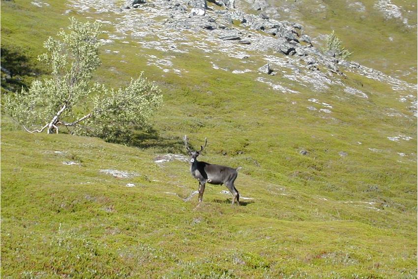 En rein i en grønnkledd skråning ser mot kamera