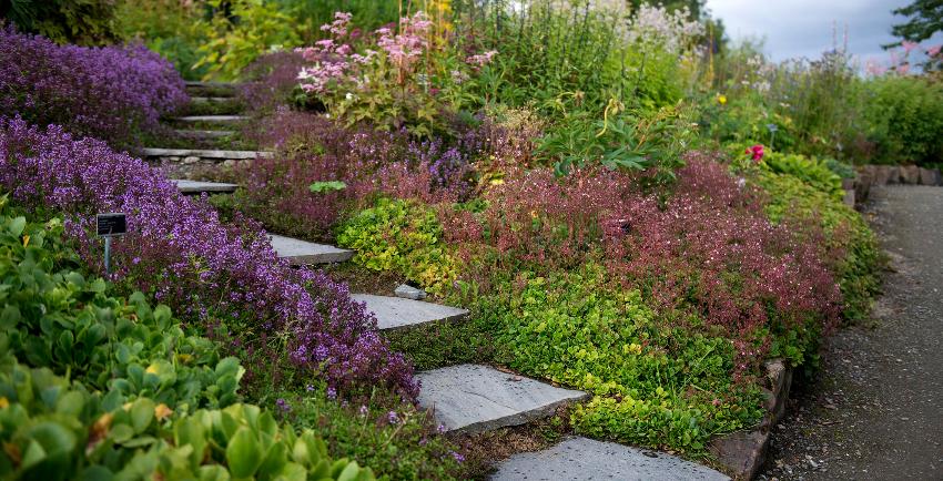 Illustrasjonsbilde Tromsø arktisk-alpine botaniske hage 30 år i 2024