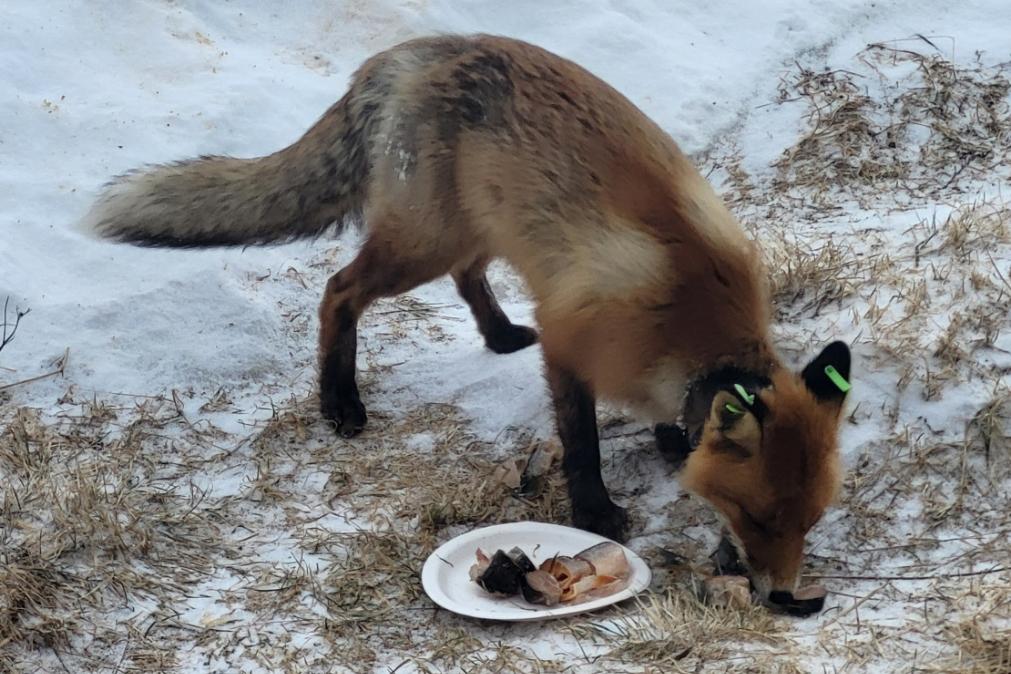 En rev spiser av en papptallerken som står på bakken. 