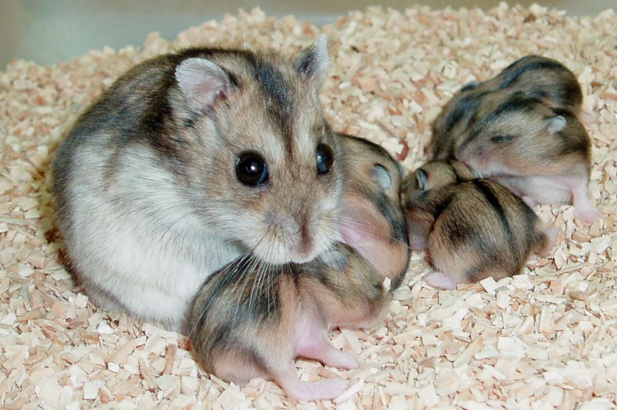 En voksen hamster med fire-fem hårløse unger, sittende i sponflis.